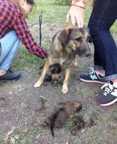 狗崽直播爆料是真的吗视频,视频内容究竟是否属实？